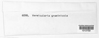 Vermicularia graminicola image